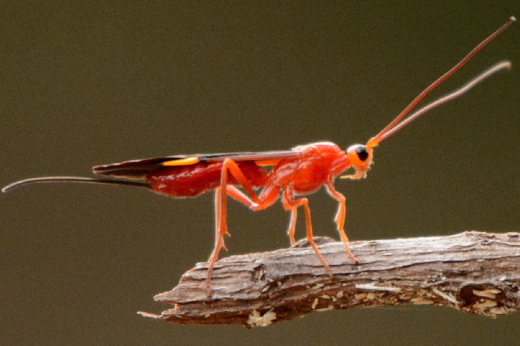 Imagem: animal invertebrado com antenas em cima de galho
