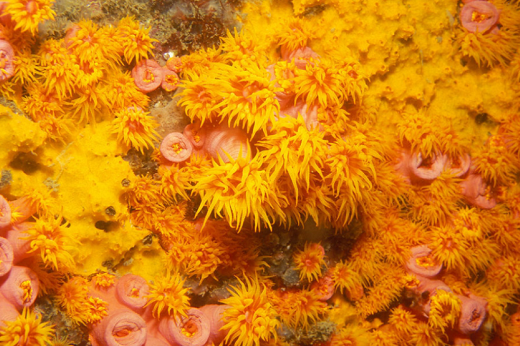 Imagem: O coral-sol é uma espécie nativa do Oceano Indo-Pacífico com alto potencial invasivo (Imagem: Laszlo Ilyes/Flickr)
