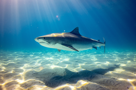 Imagem: Tubarão tigre descansa em águas marinhas (Foto: Gerald Schömbs on Unsplash)