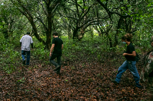 Imagem: Três homens percorrem área de vegetação. O primeiro está de costas e usa calça jeans e camisa cinza. O  segundo, também de costas, usa calça jeans escura e camisa preta e o terceiro, de lado, usa calça jeans e camisa preta. Eles caminham sobre muitas folhas secas que caíram das copas das árvores. Ao fundo, se vê várias árvores nativas, com muito verde (Foto: Ribamar Neto/UFC)