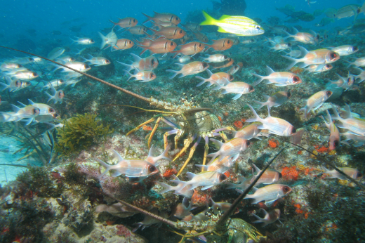 Imagem: Foto submarina mostra uma lagosta viva, bem ao centro da imagem. Ela está cercada por inúmeros pequenos peixes , que a contornam, e está sobre um bloco de corais (Foto: Marcelo Soares/Labomar)