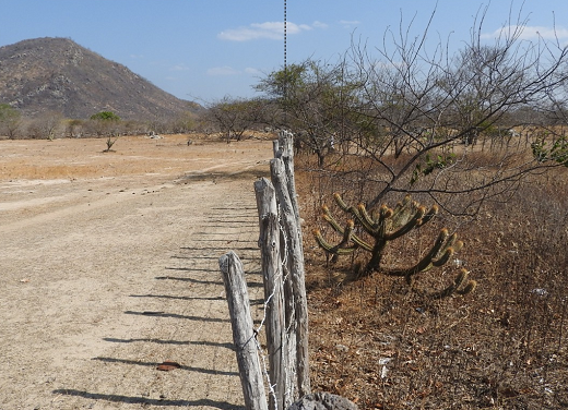 Imagem: À esquerda, uma área de caatinga já degradada pelo pastoreio; à direita, uma área de restauração pela técnica de pousio (Foto: Reprodução)