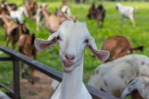 Imagem: Foto de uma cabra na Fazenda Experimental da UFC