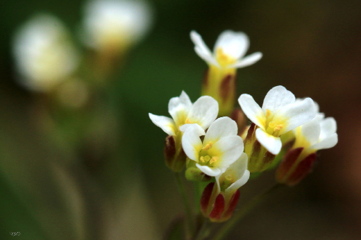 Imagem: Planta da espécie Arabidopsis thaliana: flores brancas com centro amarelo