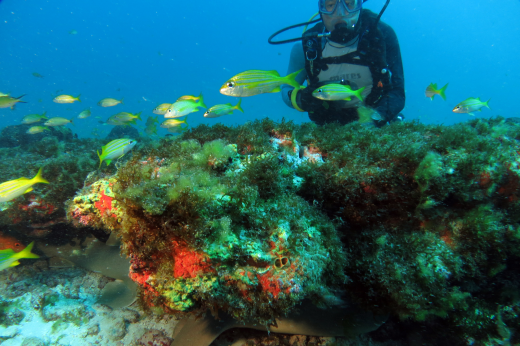 Imagem: Fundo com mar com coral e peixes na frente e mergulhador ao fundo.