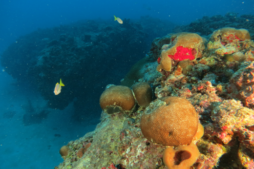 Imagem: Fundo do mar e coral à frente da imagem