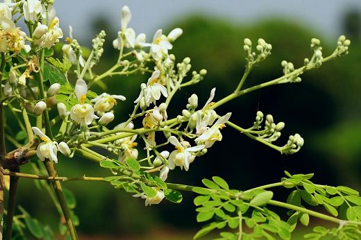 Imagem: Planta Moringa oleifera, com galhos verdes e finos e pequenas flores amarelas