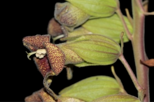 Imagem: A planta Holoregmia viscida, cujo gênero é endêmico da caatinga, existindo somente nesse bioma(Foto: Reprodução/Sinzinando Albuquerque)