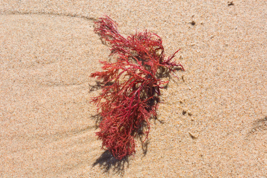 Imagem: A alga Gracilaria birdiae é comum no litoral cearense (Foto: Laura Primo/Adobe Stock)