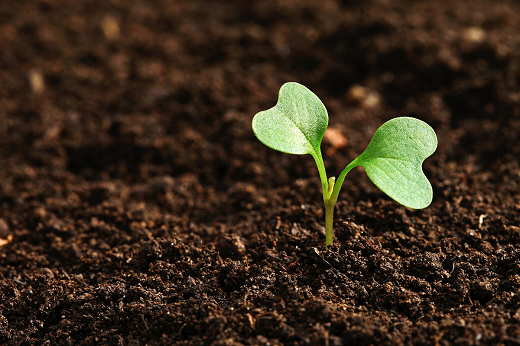 Imagem: O artigo é resultado de um esforço multidisciplinar dos pesquisadores em nanotecnologia do Centro de Ciências e de melhoramento de solos do Centro de Ciências Agrárias (Foto: Divulgação)