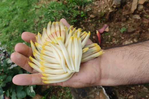 Imagem: O insumo caracterizado como "flor" do mangará da bananeira é semelhante a pequenos palmitos (Foto: acervo pessoal)