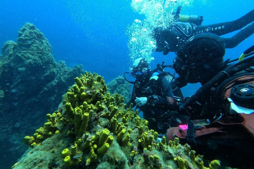 Imagem: mergulhadores em pesquisa sobre algas marinhas