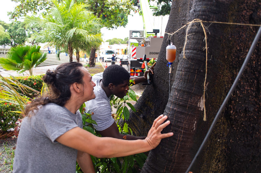 Imagem: As árvores estão recebendo nutrientes diretamente em seus vasos condutores (Foto: Viktor Braga/UFC)