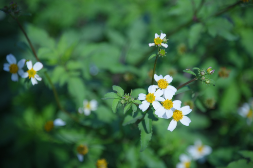 Imagem: Foto mostra pequena flor branca em primeiro plano com erva verde em torno (Foto: Huy Ngân/Pixavay)