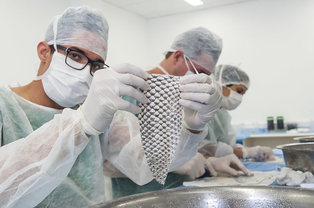 Imagem: jovem homem vestindo avental de laboratório descartável, luvas, touca, máscara e óculos posa para a câmera segurando um pedaço de pele de peixe com as duas mãos. Logo atrás dele, outro rapaz e uma jovem mulher a aparecem vestindo as mesmas peças e trabalhando com a pele de peixe na bancada do laboratório, manuseando bisturis. Na bancada, aparecem vasilhas de aço inox