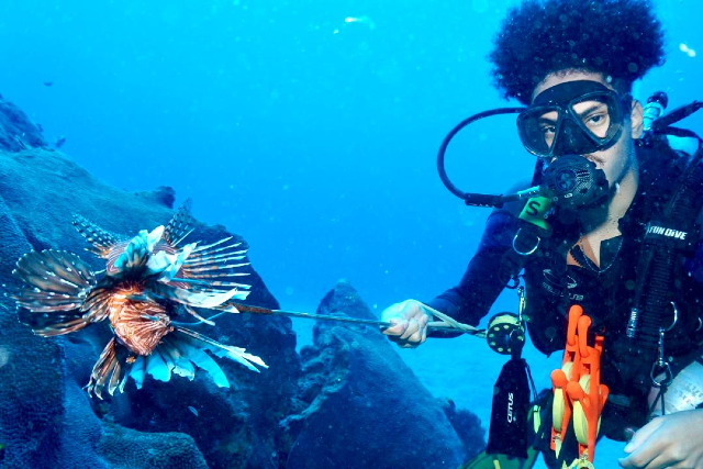 Imagem: Imagem subaquática em tons de azul mostra uma mergulhadora usando roupa de mergulho, máscara e equipamento de respiração, em meio a formações rochosas no fundo do mar. Ela segura uma haste de contenção com um peixe-leão preso na ponta. O peixe exibe nadadeiras abertas e espinhos longos e ornamentados, em tons de marrom, branco e avermelhado. Presos ao colete da mergulhadora, há equipamentos de mergulho e acessórios em destaque na cor laranja. Ao fundo, a água azul profunda envolve a cena, reforçando o ambiente marinho.