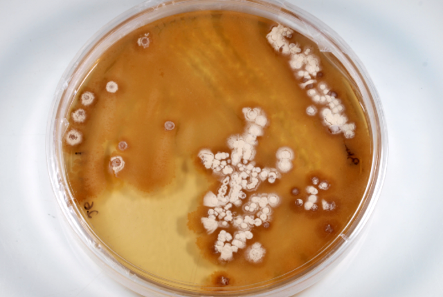 Imagem: Amostra laboratorial da piericidina A1, um produto natural produzido pelas bactérias isoladas dos invertebrados coletados nas praias cearenses (Foto: Divulgação)